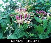 Honeysuckle