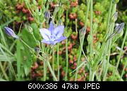 An early Alium flower