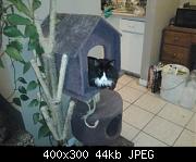 New Cat Tree 6