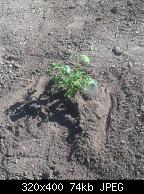 Herb Garden Lemon Balm