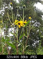 First Sunchoke Daisy Blooms