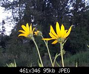 Sunchoke Daisies