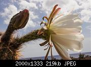 Flower and bud