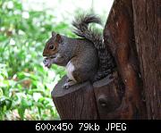 Squirrel Feeding