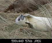 Seal Pup