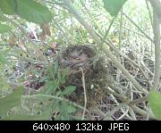 Robin Chicks