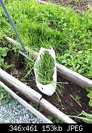 Chives Harvested