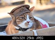 Julius WW1 Medical Cat Reinactor