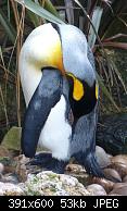 Flora and fauna 2 
 
King Penguin at Birdland