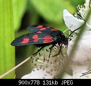 Burnet Moth on Blackberry