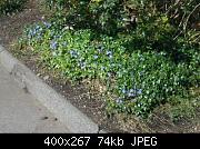 Purple Periwinkle Flowers