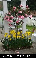 Rose Tree & Daffodil Arrangement