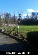 2017 Plum Tree Pruned