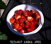 2018 Strawberries