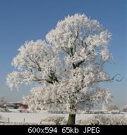 Snow Tree 1