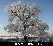 Snow Tree 2