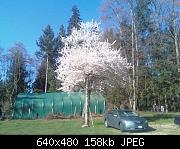 Vihara Temple Cherry Tree