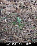 First Snowdrops