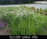 Chamomile In Full Bloom