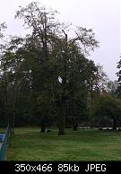 Bagua Tree
