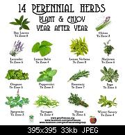 Perennial Herbs