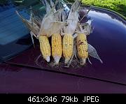 Corn Seed Cobs
