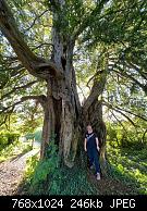 2000 Year Old Yew