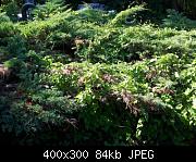 Juniper With Morning Glory