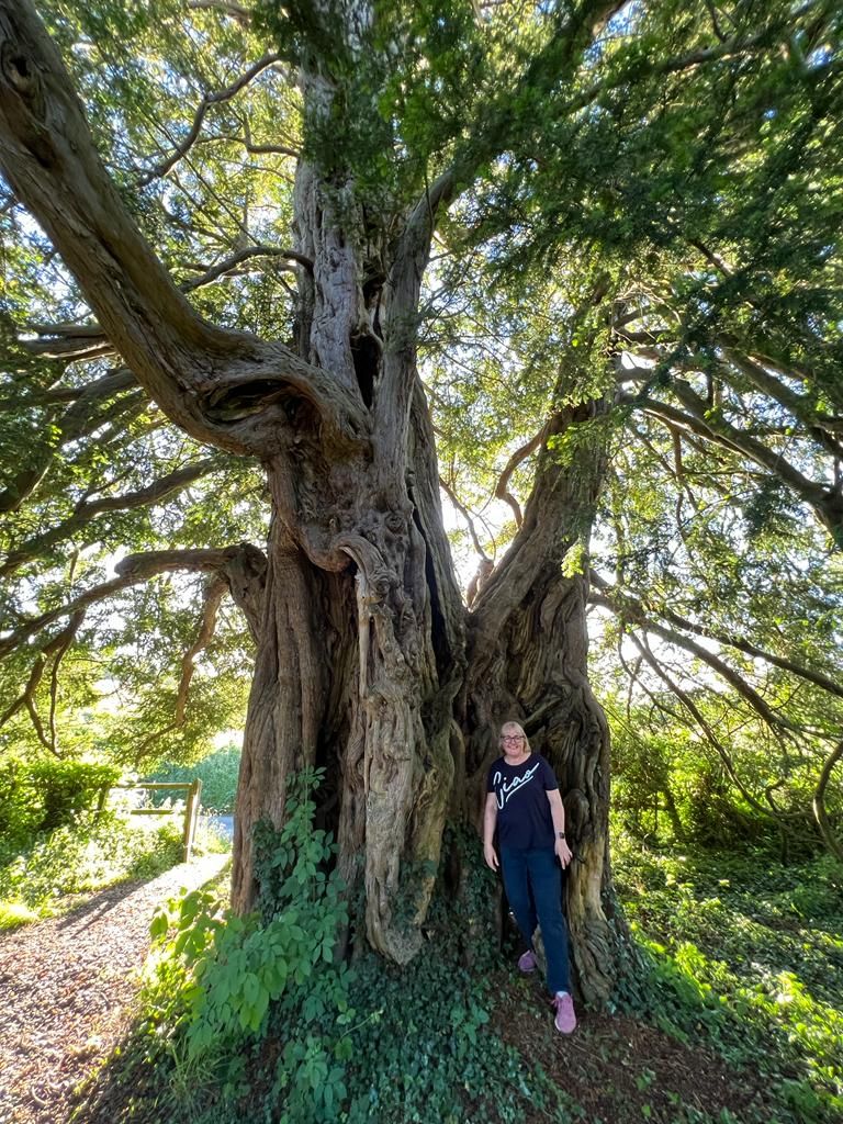 2000 Year Old Yew