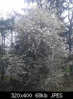 Temple Plum Tree Blossums