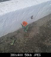 Old Lone Tulip