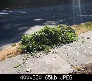 Pile Of Morning Glory