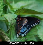 Butterfly flutter by