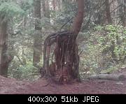 Tree With Bare Roots