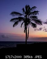 Palm in the evening