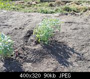 Newly Planted Sage