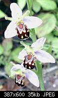 Bee Orchid