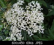 Elder Flower