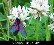 Red & Black on Clover (If you know what this bug is, I'd love to know)