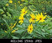 2018 Sunchoke Daisy Flowers