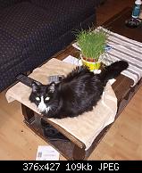 Cat Grass On Table