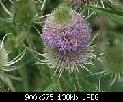 Teazle head