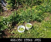 July 8th Green Pea Harvest