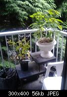 Balcony Garden