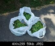 Bags Of Green Peas