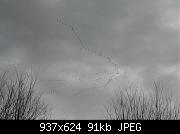 Canada Geese Flying South