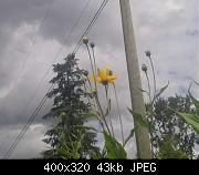 First Sunchoke Daisy