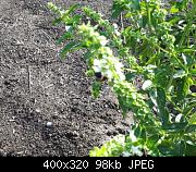 Bee On Basil