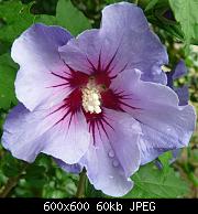 Flora and fauna 3 
 
Rather lovely Hibiscus flowers we have at the front of the house