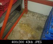 Rat Nest Behind Bread Shelves